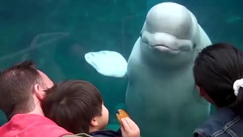 TRY NOT TO LAUGH CHALLENGE cute white Shark