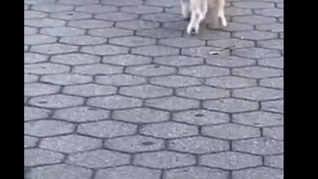 Dog funny short video