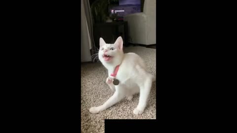 Funny cat video