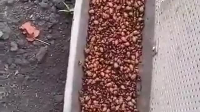 Guy makes a device to remove colorado beetles from his crop