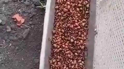 Guy makes a device to remove colorado beetles from his crop