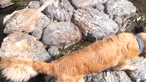 Cute Golden Retriever playing in the water