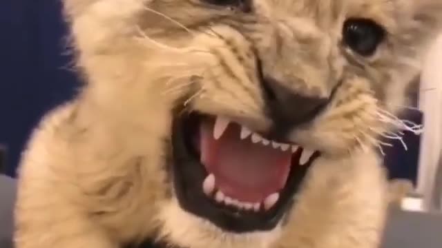 Cute lion cub trying to roar at its owners