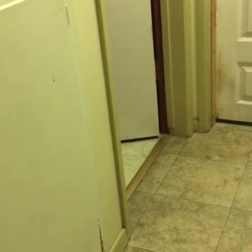 Loro adora jugar a las escondidas con su dueño