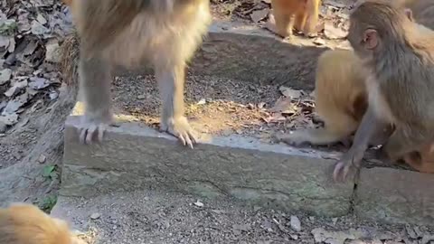 Monkey video