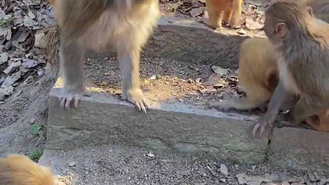 Monkey video