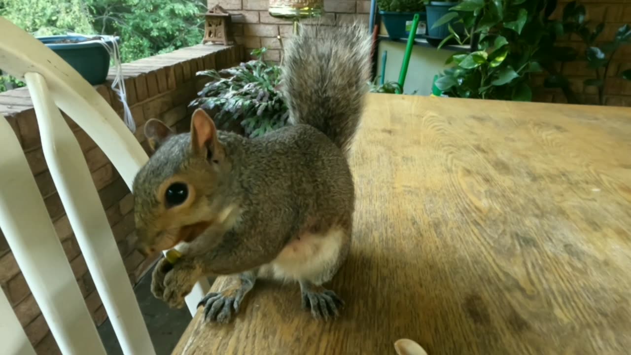 My heart melts the way Mika The Squirrel looks at me 🐿️❤️