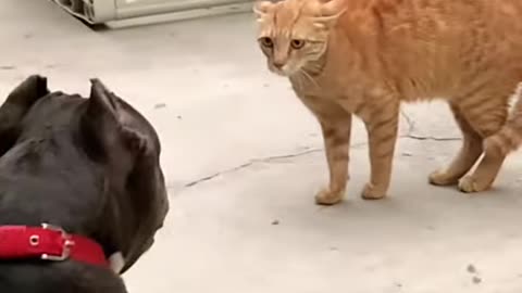 Cat Vs Dog Fight 😁 outdoors Don't miss ending