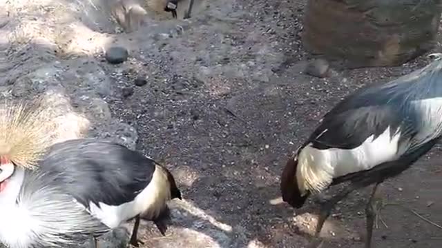 GCC = Grey Crowned Cranes