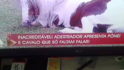 domando cavalo ganhar muito dinheiro pt1