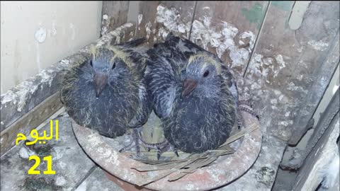 مراحل نمو فراخ الحمام،Growth stages of pigeon chicks