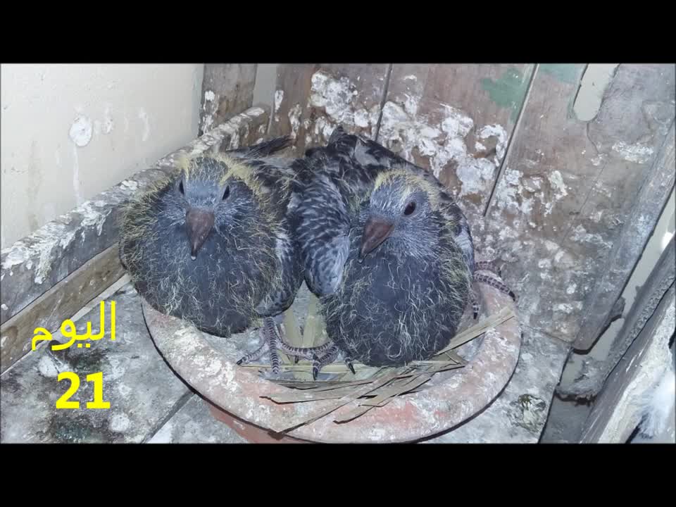 مراحل نمو فراخ الحمام،Growth stages of pigeon chicks
