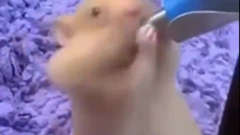 Funny Animal Video😂😂