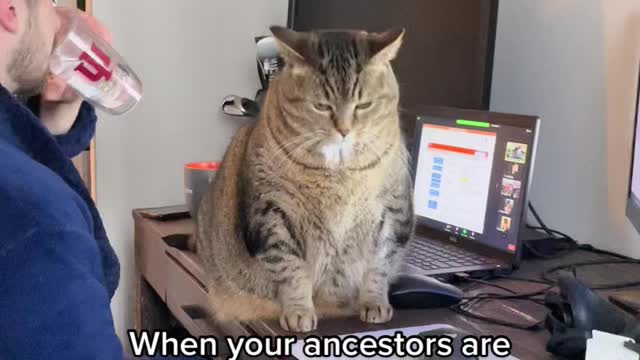 Making my ancestors proud #fatcat #fatcatsoftiktok #fatcatsociety