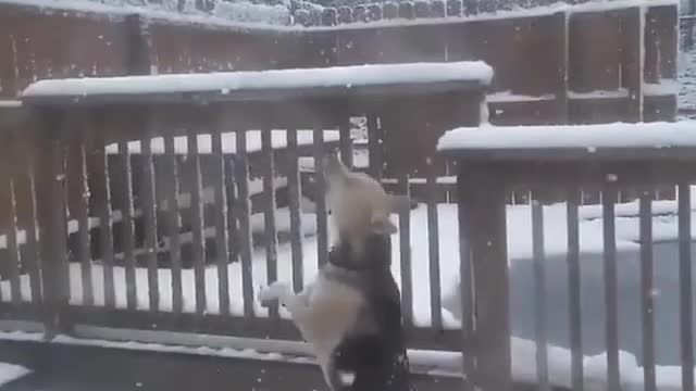 WATCH : Dog Experiencing First Snow. 🐕😍