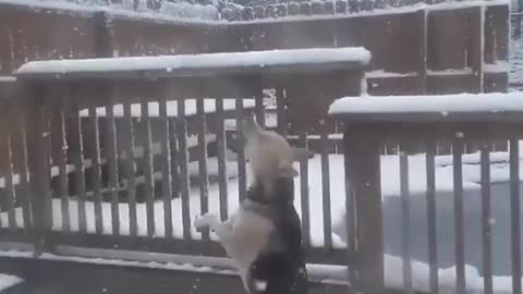 WATCH : Dog Experiencing First Snow. 🐕😍