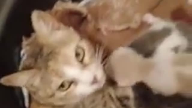 Chat cat 🐈🐱🐈🐱