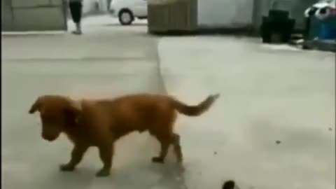 Cute animal