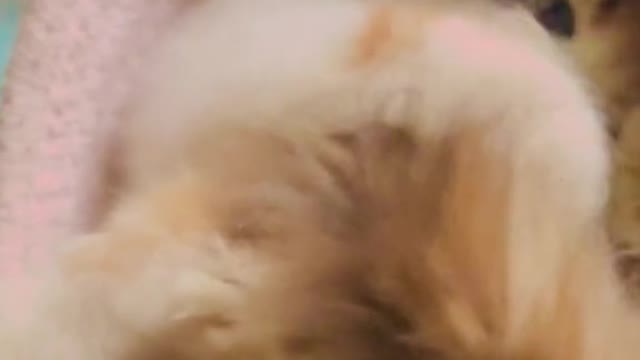 Cat video-cute cat video-funny cat video Playing Beautifull cat