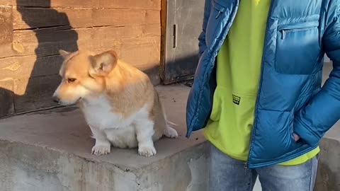 Corgi Pup Paws for Pets