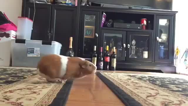 Big jump pig