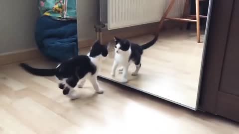 Funny Cat playing in front of a mirror