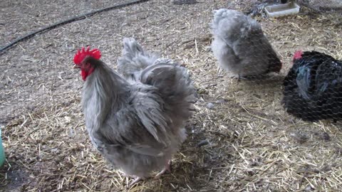 Blue silkie pullets