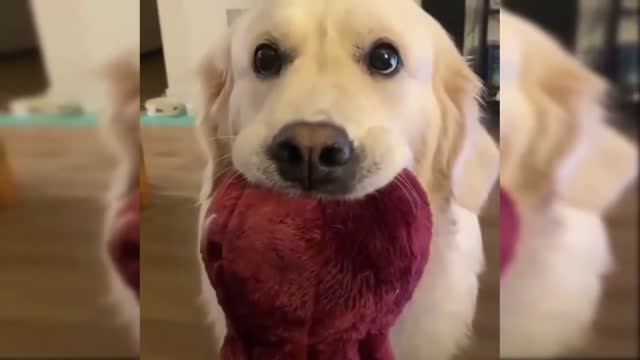 Golden retreiver playfull