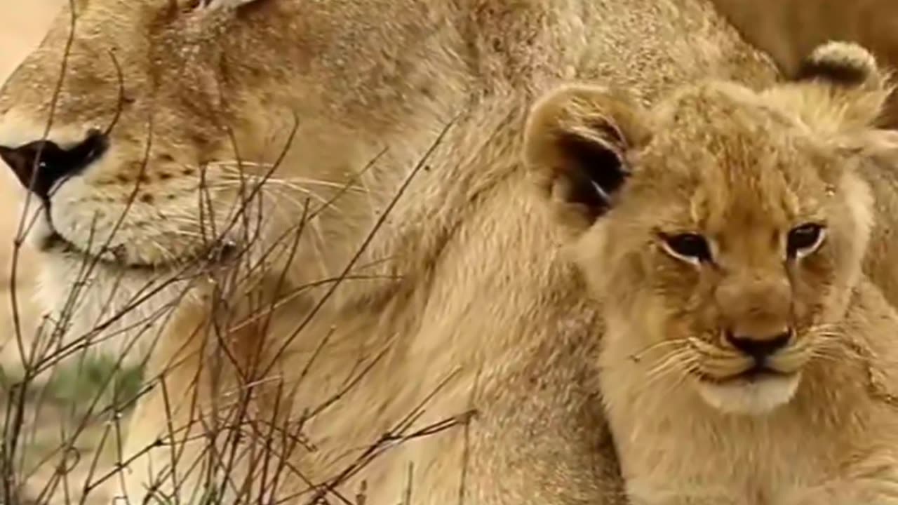 Lion is very good animals