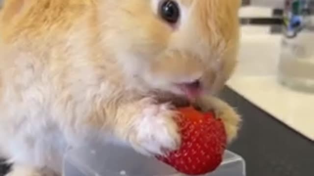 CUTE BUNNY EATING STRAWBERRY