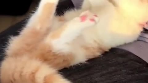 Baby Cats - Funny and Cute Baby Cat Videos Compilation