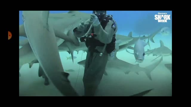 SHARK WHISPER