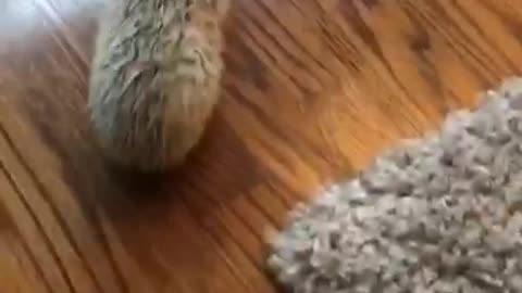 Hedgehog gets head stuck in cardboard