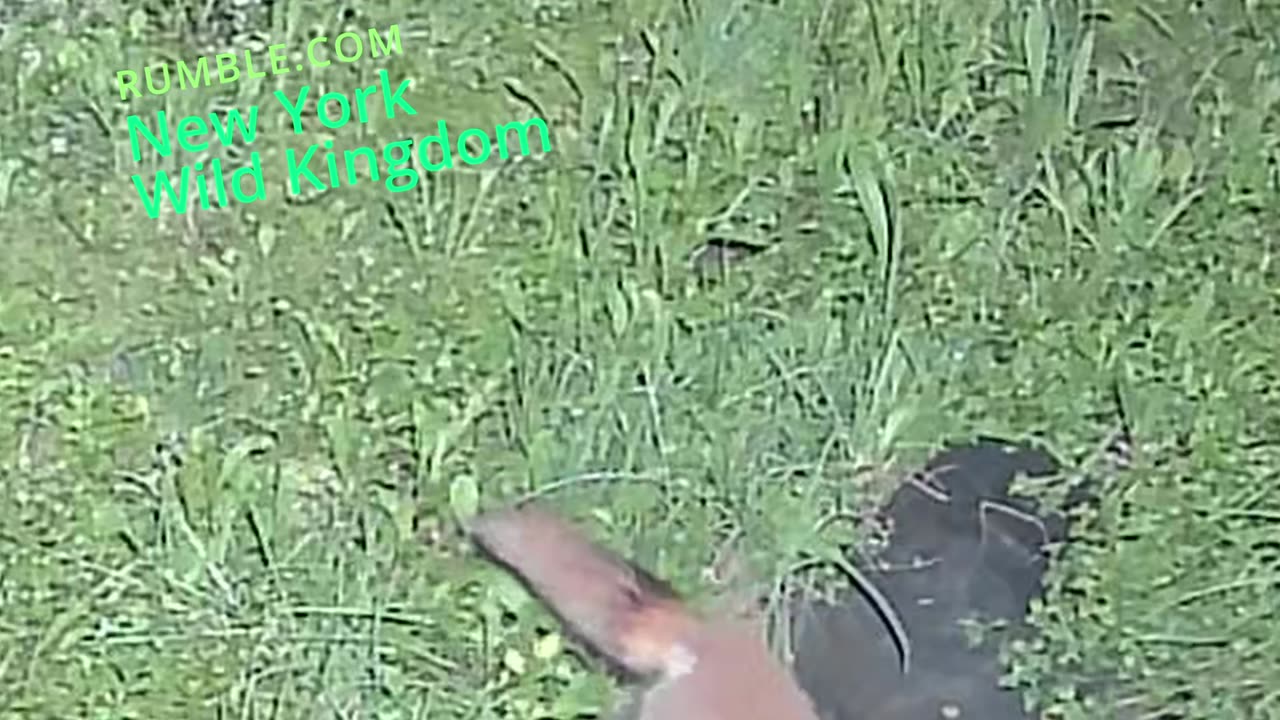 Fox Deer Trailcam