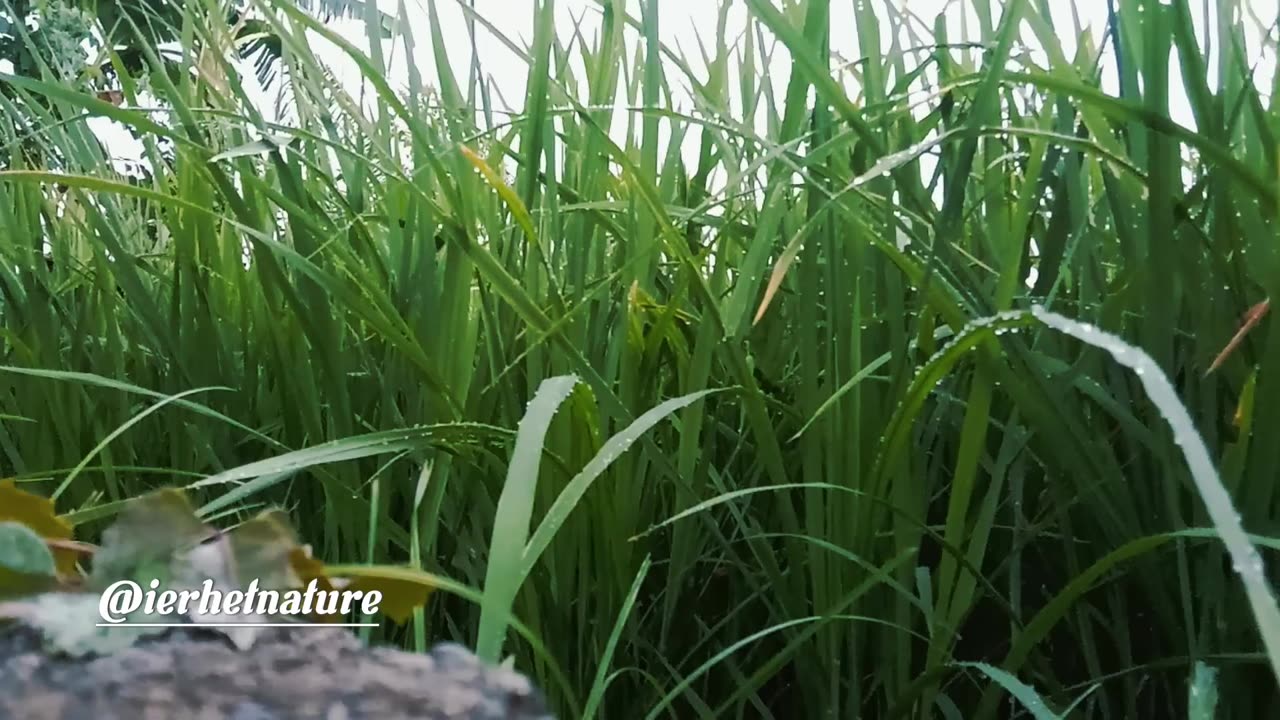 Nature Scenery ! Time Leaves It's Gleaming Like Snail Track