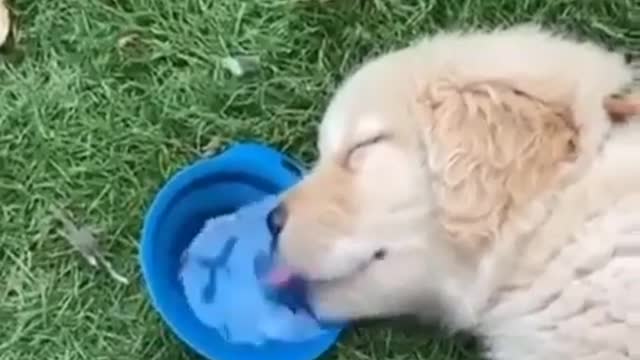 Funny and lazy dog ​​drinking water!