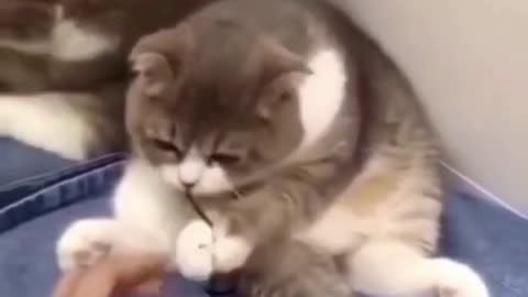 Funny Cat. Funniest Cats and Dogs 🐱🐶