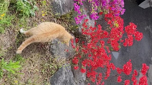 Cat over fence