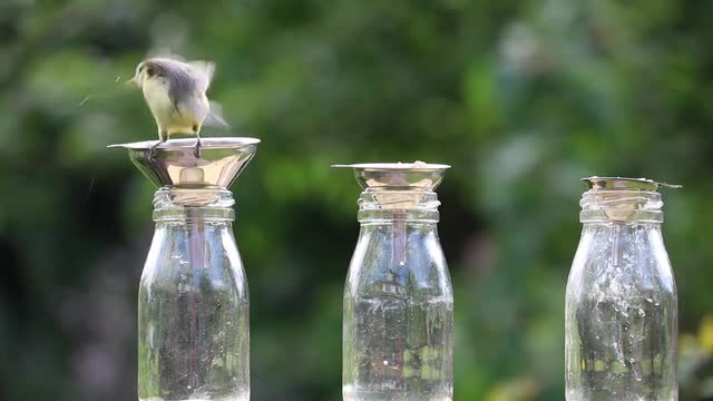 Eurasian blue tit. Cyanistes caeruleus.