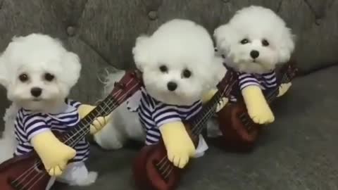 Violin group