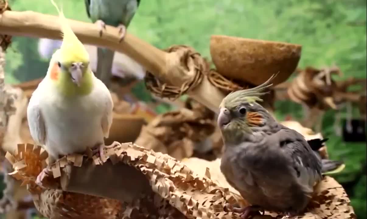 Parrots singing flirt with each other in the embrace of nature