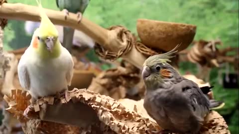 Parrots singing flirt with each other in the embrace of nature