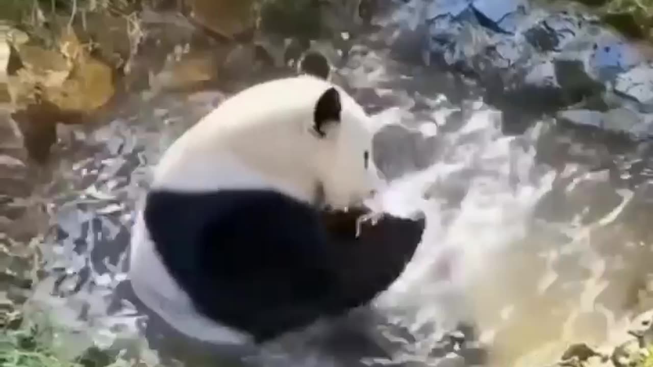 Panda Bathing in pond #shorts #shortvideo #video #virals #videoviral