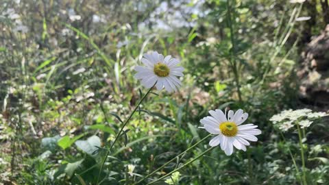 Shasta Daisy Flower