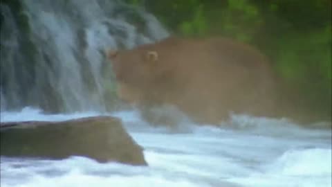 Majestic Bears For Free Documentary Nature