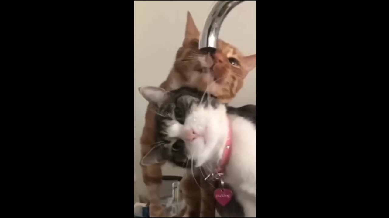 Funny Animal Videos Pt. 8