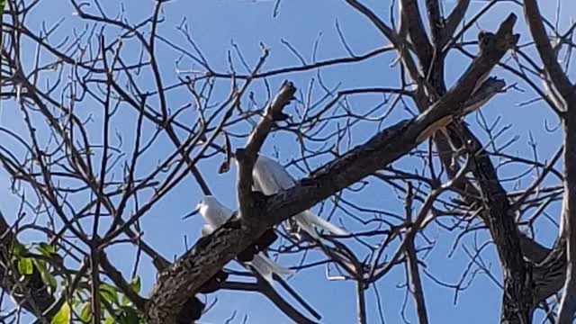 Protected birds in Maldives