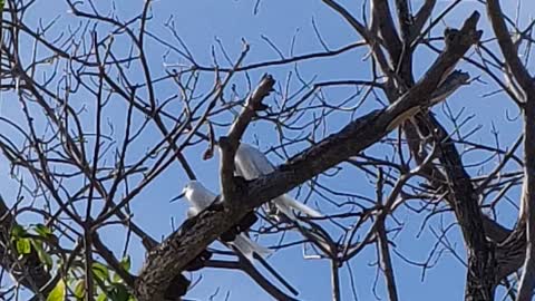 Protected birds in Maldives