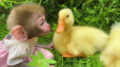 FUNNY AND CUTE ANIMALS🐒🐤🐒🐤