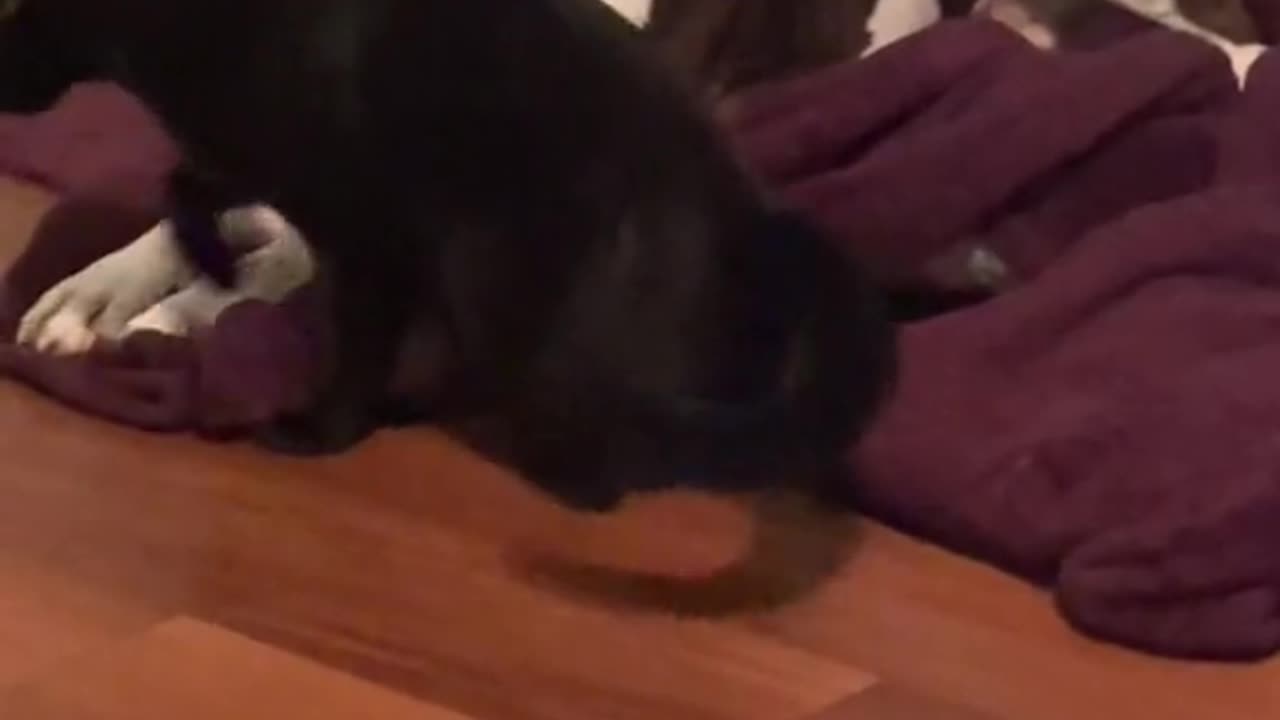 Fur-ever Friends: The Unbreakable Bond of Cats & Dogs